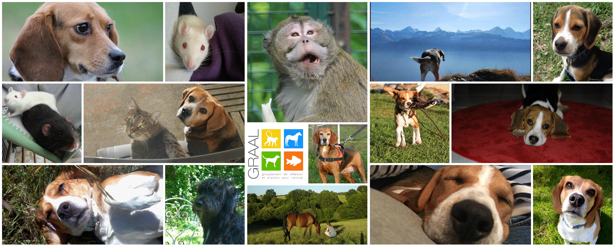 Banderole chevaux adoptés